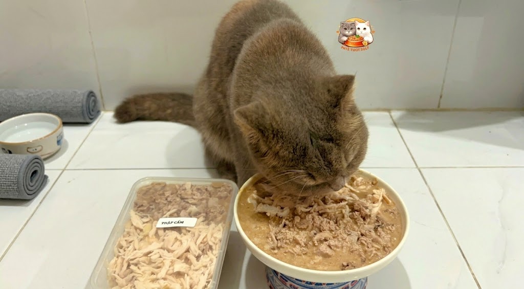1 hộp pate mèo bao nhiêu tiền