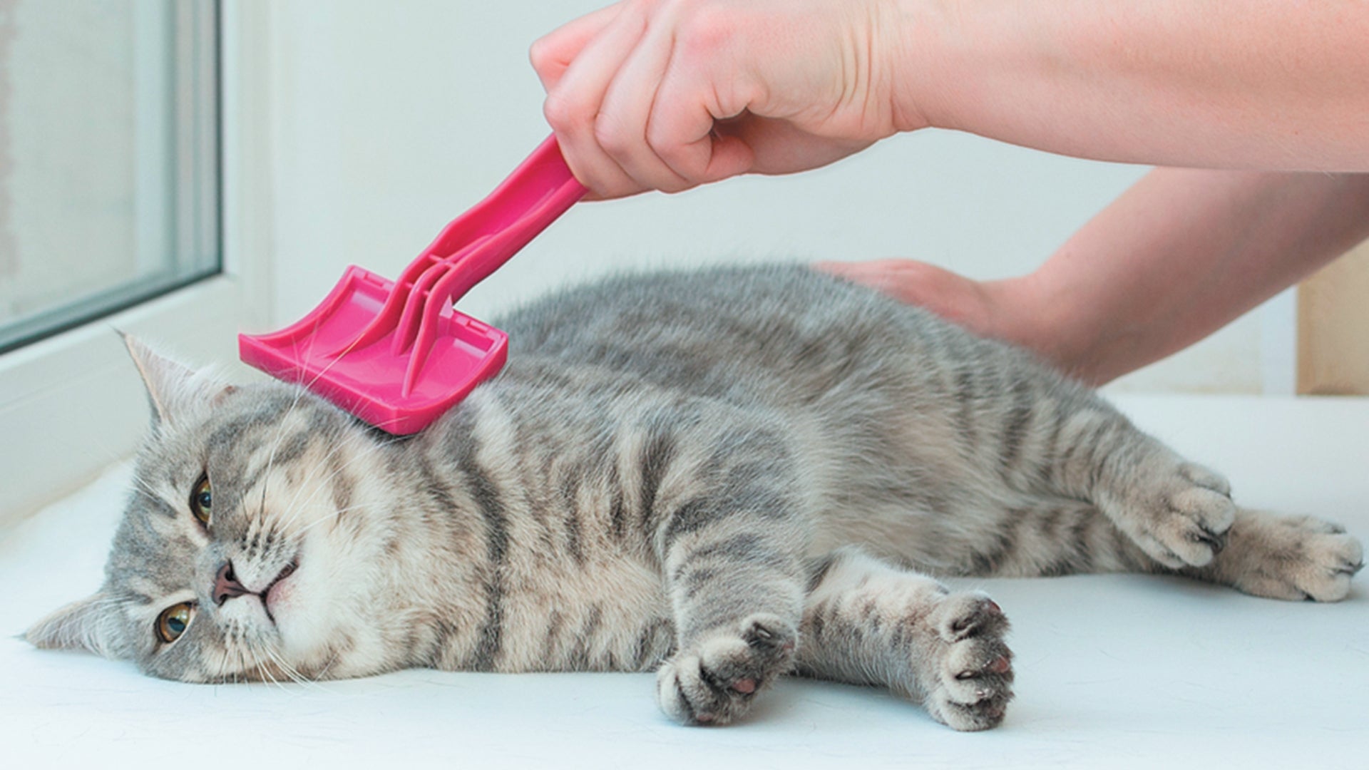 Chăm sóc và phòng ngừa bệnh lý ở mèo liên quan đến rụng lông