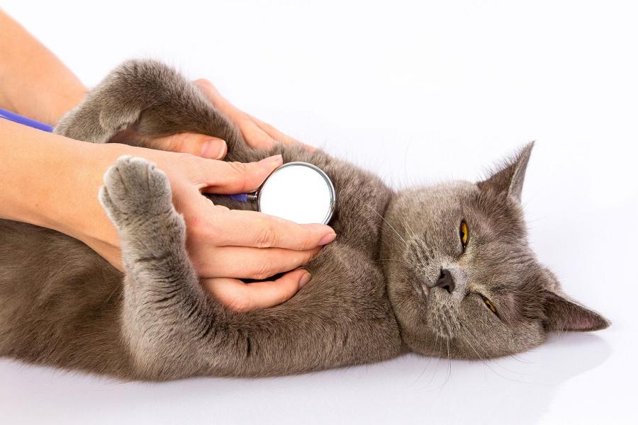 Cách Chăm Sóc Mèo Bị Liệt Chân Tại Nhà