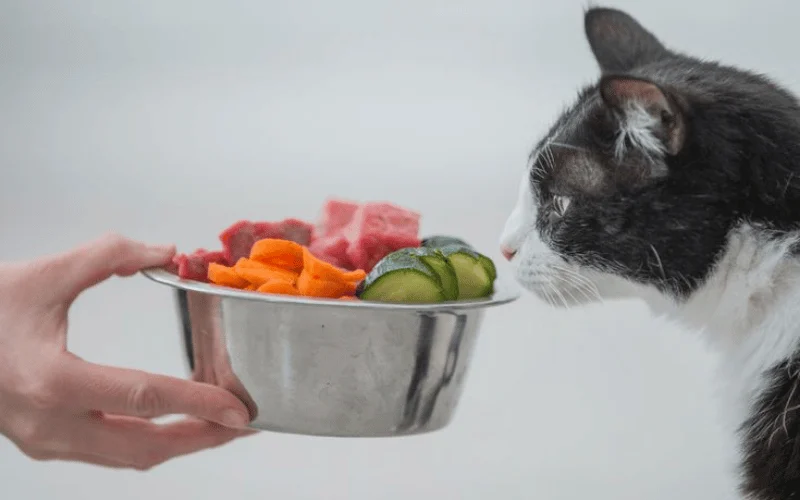 Cách Nhận Biết Pate Cho Mèo Đã Hỏng