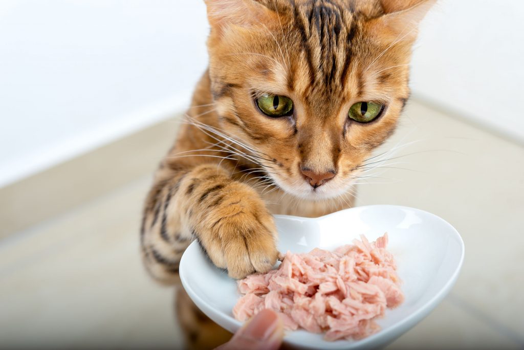 Pate mèo bảo quản được bao lâu?