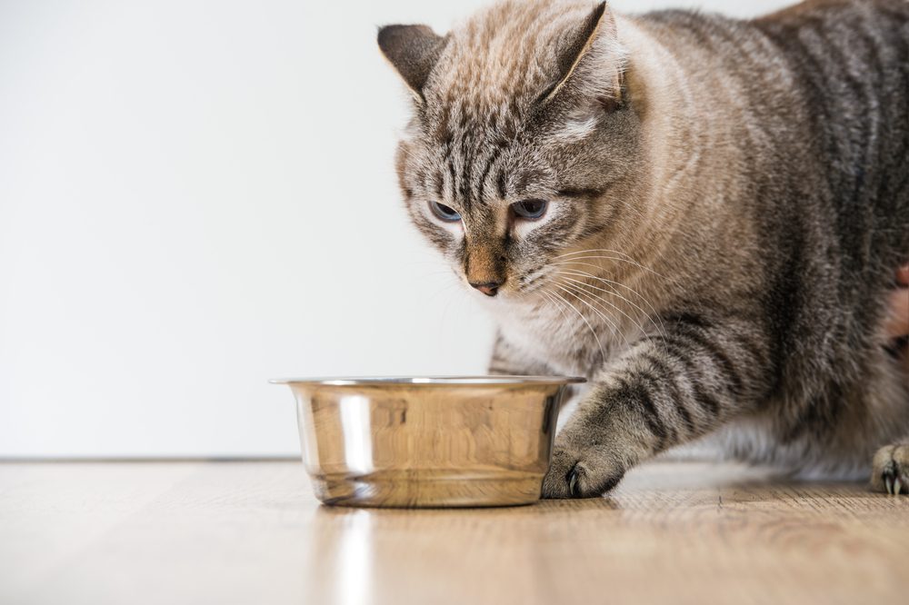 Cách Hâm Nóng Pate Cho Mèo Đã Để Tủ Lạnh