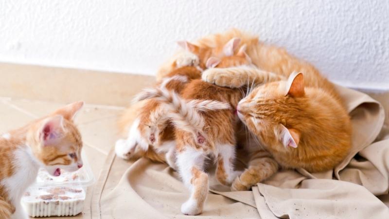 Cách nuôi và chăm sóc cho mèo mới đẻ
