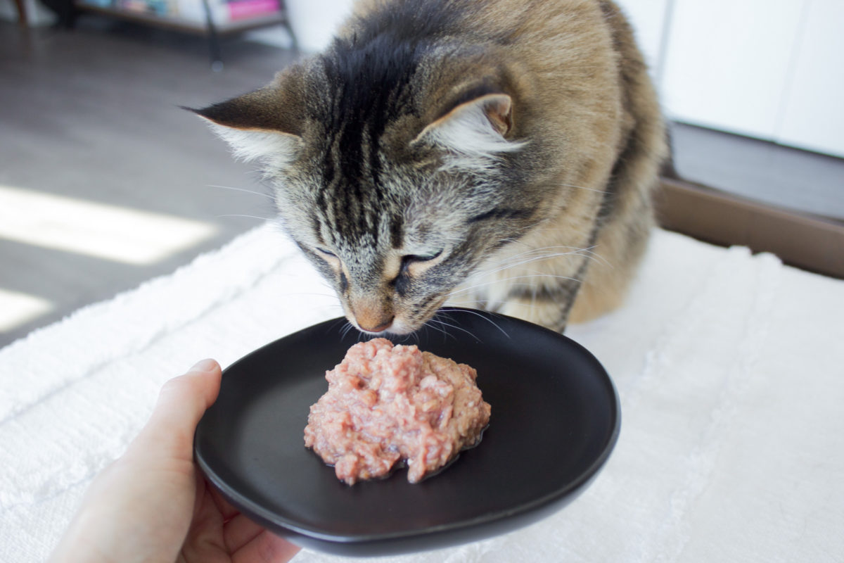 Tiêu chí chọn pate cho mèo bị sỏi thận