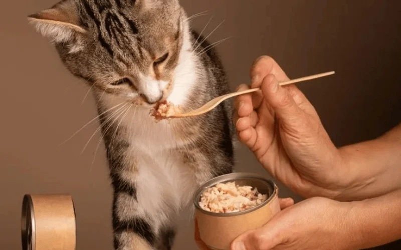 Vì sao nên tự làm pate tươi cho mèo