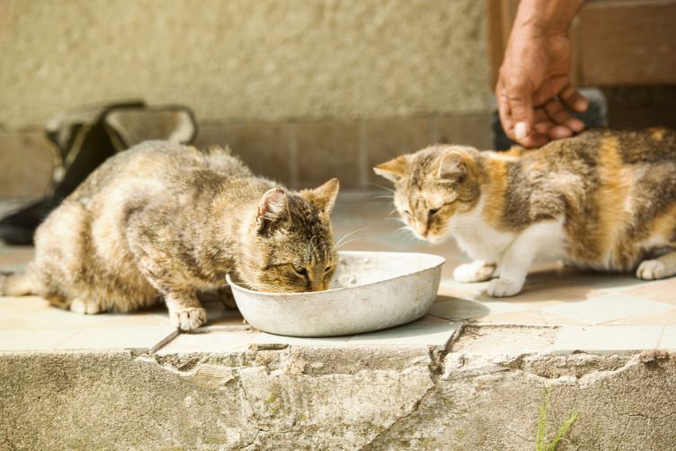 Vì sao chế độ ăn của mèo già cần đặc biệt hơn?