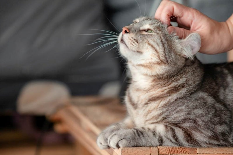 Đảm bảo môi trường sống an toàn và lành mạnh cho mèo