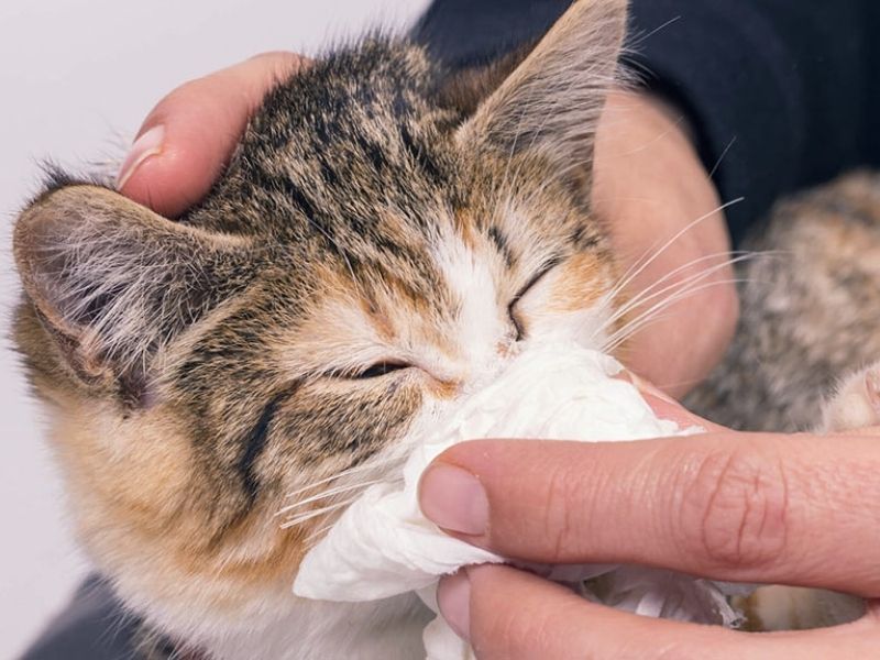 Chăm sóc mèo khi thời tiết thay đổi