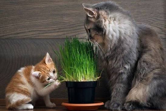 Cỏ mèo là gì và những điều sen cần biết