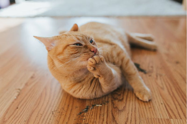 Có thể kết hợp với chế độ ăn của mèo không?