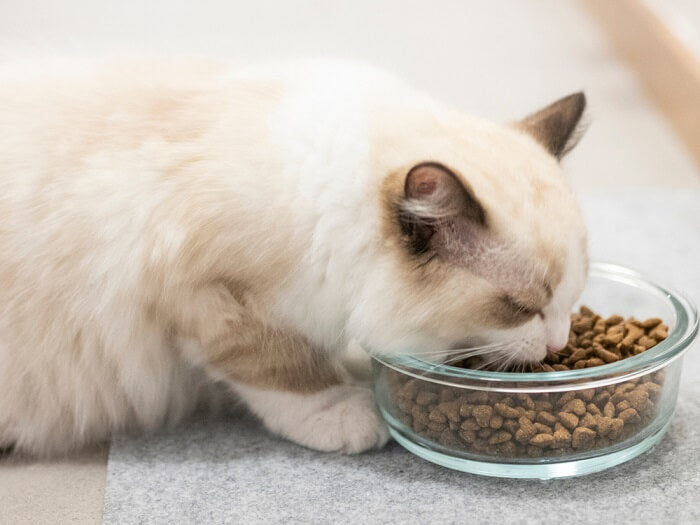 Dinh dưỡng cho mèo Ragdoll