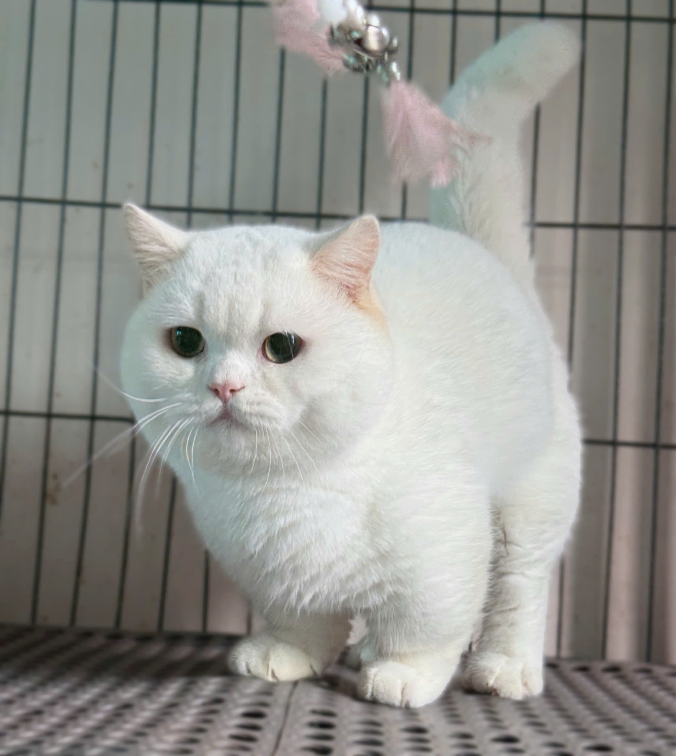 Các giống mèo Anh lông ngắn cực kỳ đáng yêu