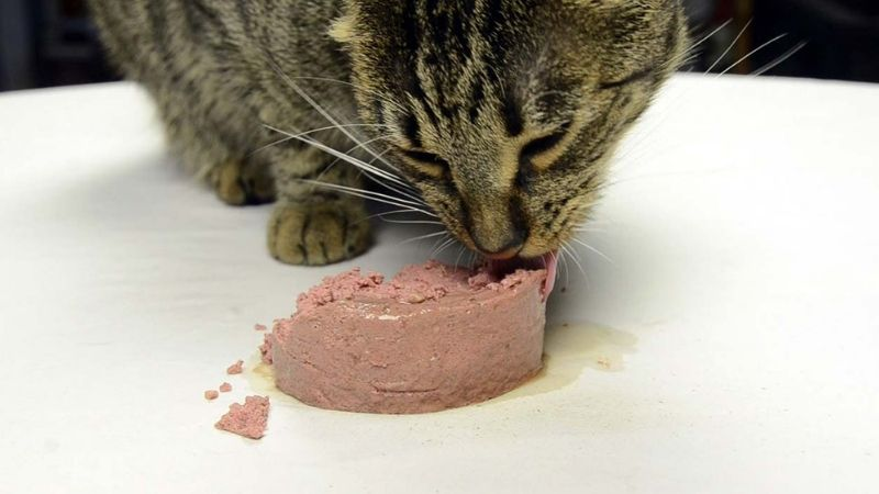 Có nên cho mèo ăn pate thường xuyên không? Những điều người nuôi cần biết