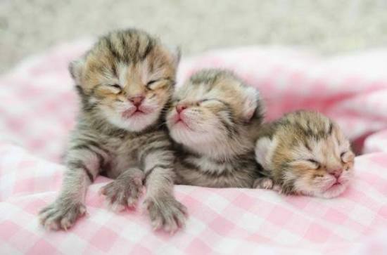 Giữ vệ sinh cho mèo và môi trường sống
