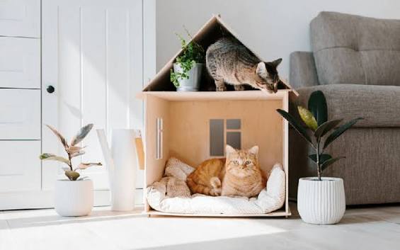 Hướng dẫn cách nuôi mèo dành cho người mới