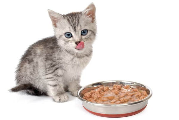 Khách đánh giá thế nào về các loại pate mèo hot hiện nay?