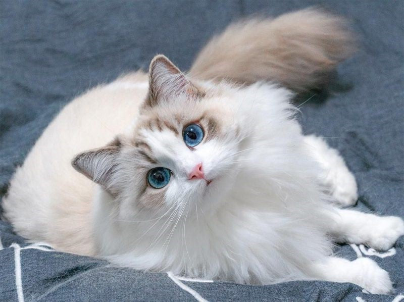 kham-pha-giong-meo-ragdoll-va-cach-cham-soc