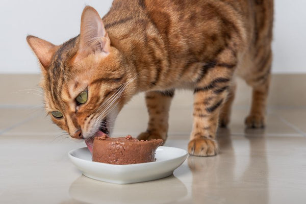 Mèo ăn pate nhiều có tốt không và những điều cần lưu ý