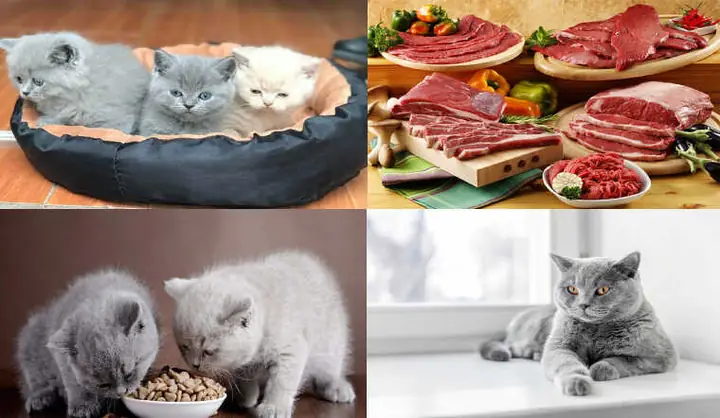 Mèo ăn gì để lông mượt đẹp?