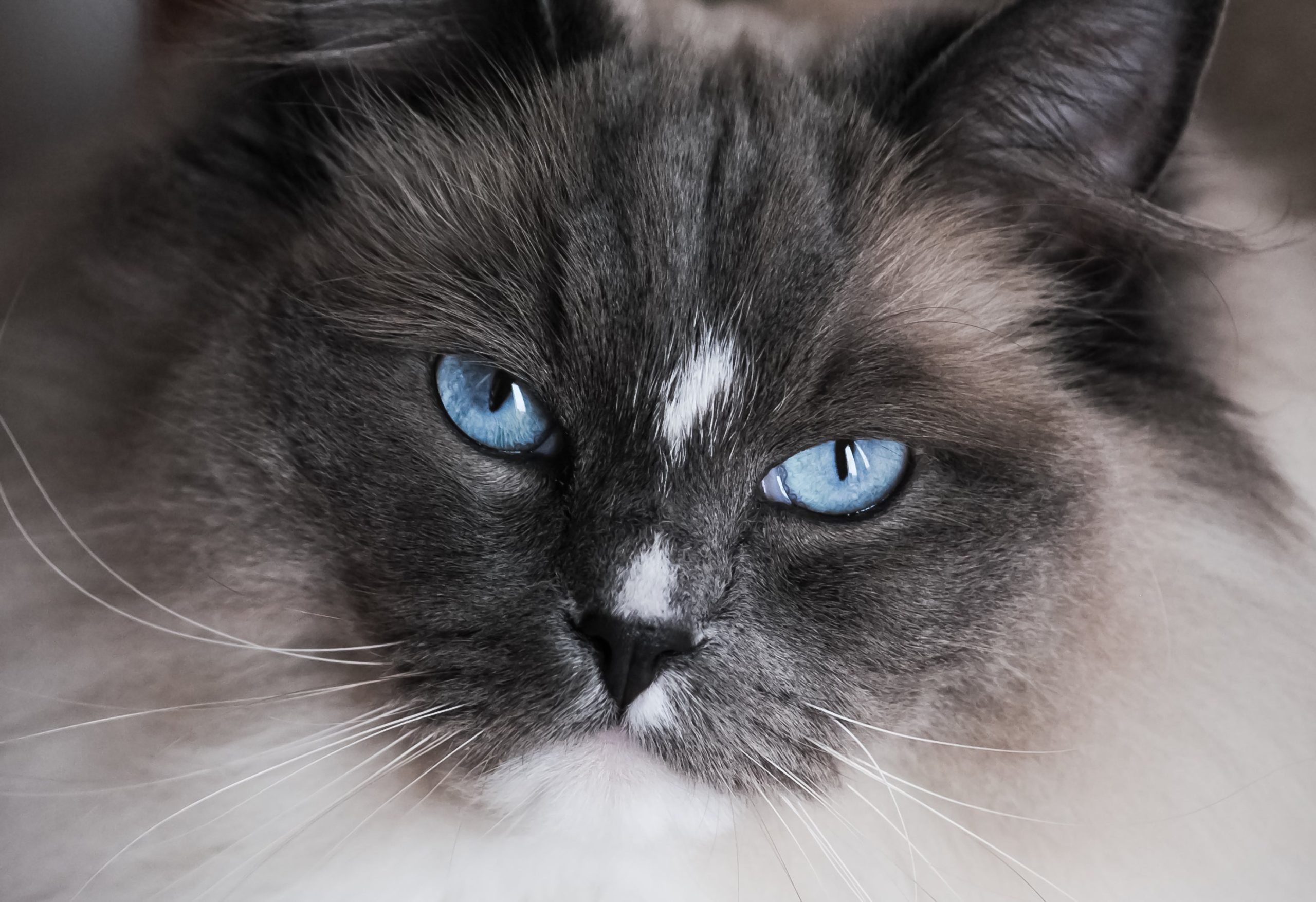 Mèo Ragdoll phù hợp với ai
