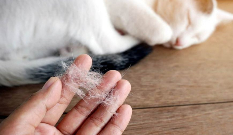 Vì sao bộ lông mèo bị khô, xơ hoặc mất độ bóng?
