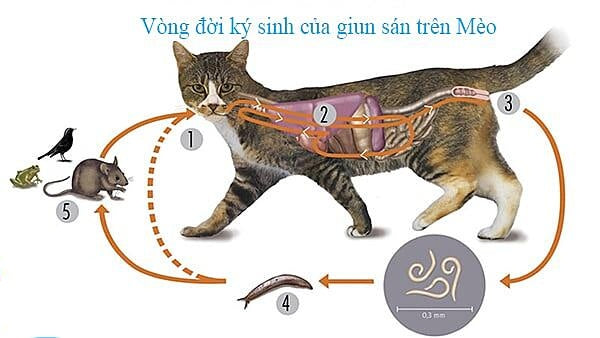 Tẩy giun sán tại nhà cho mèo