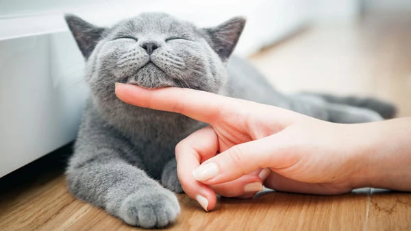 Tính cách của mèo Anh lông ngắn như thế nào?