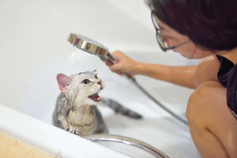 Chăm Sóc Mèo Đúng Cách Với Quy Trình Vệ Sinh Và Theo Dõi Sức Khỏe Định Kỳ