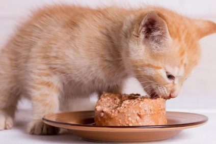 Vì sao pate ức gà được nhiều chú mèo yêu thích?