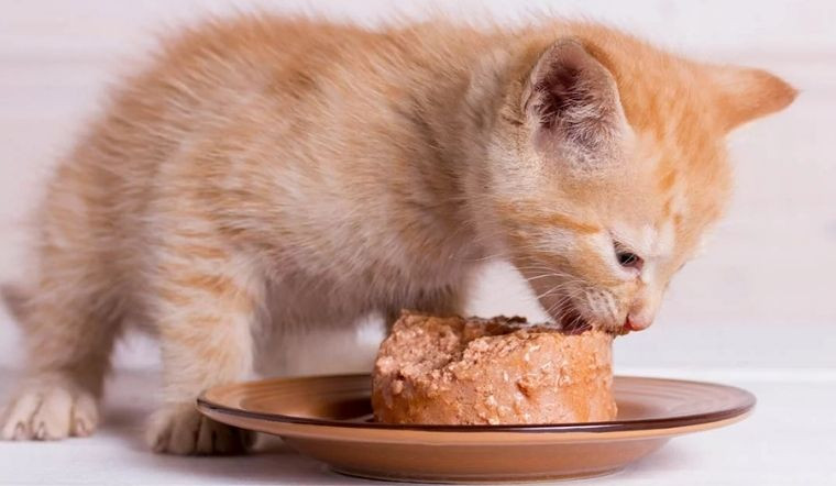 Vì sao pate ức gà được nhiều chú mèo yêu thích?